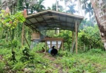 Women Benefitting From SIART Supported Cocoa Agribusiness in Malaita