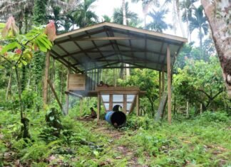 Women Benefitting From SIART Supported Cocoa Agribusiness in Malaita