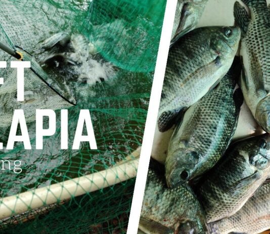 Ministry Soon To Introduce a New Tilapia Species: Sugumanu