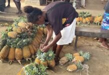 Pineapple Farming Brings Dreams to Life for Malaita Mother