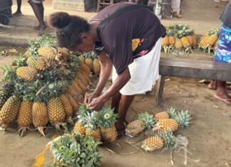 Pineapple Farming Brings Dreams to Life for Malaita Mother