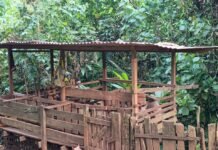 From Two Pigs to Big Dreams: Aroma’s Journey as a Rural Farmer