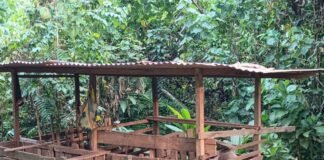 From Two Pigs to Big Dreams: Aroma’s Journey as a Rural Farmer