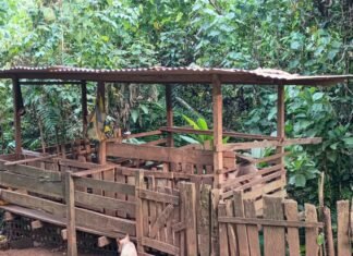 From Two Pigs to Big Dreams: Aroma’s Journey as a Rural Farmer