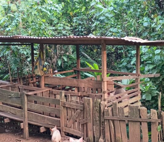 From Two Pigs to Big Dreams: Aroma’s Journey as a Rural Farmer