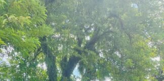 An Exclusive Interview with Solomon Islands’ Empowered Women: Aydah Akao